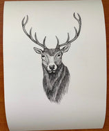 Stag