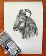 Tahr